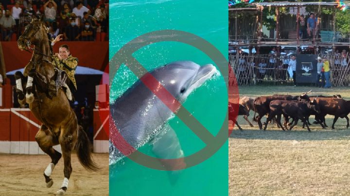 Quintana Roo prohíbe las corridas de toros y calesas jaladas por caballos