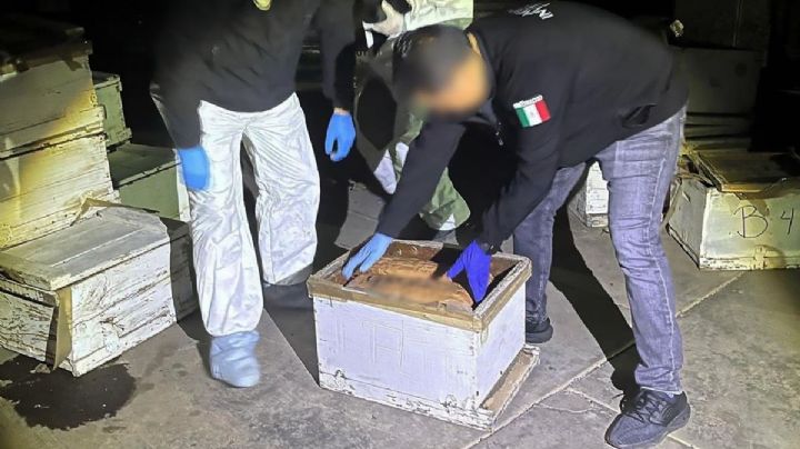 FGR decomisa 200 kilogramos de drogas escondidas en colmenas de abeja en Sinaloa