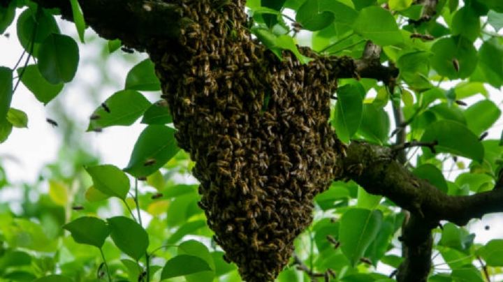 Joven cae de un árbol tras ser atacado por abejas en Chocholá