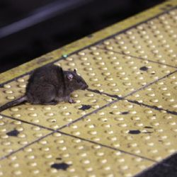 Nueva York implementa uso obligatorio de contenedores para basura y combatir plaga de ratas