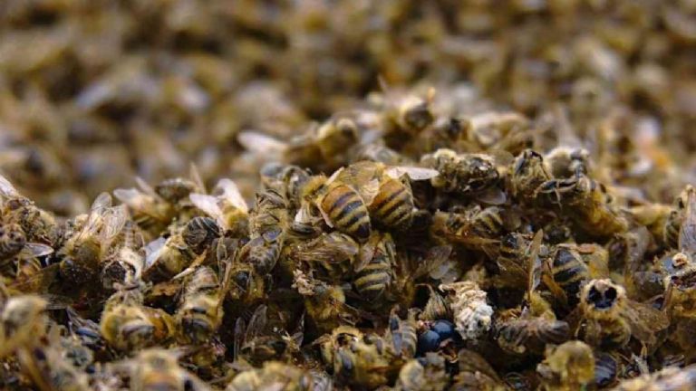 Producción de abejas en Yucatán