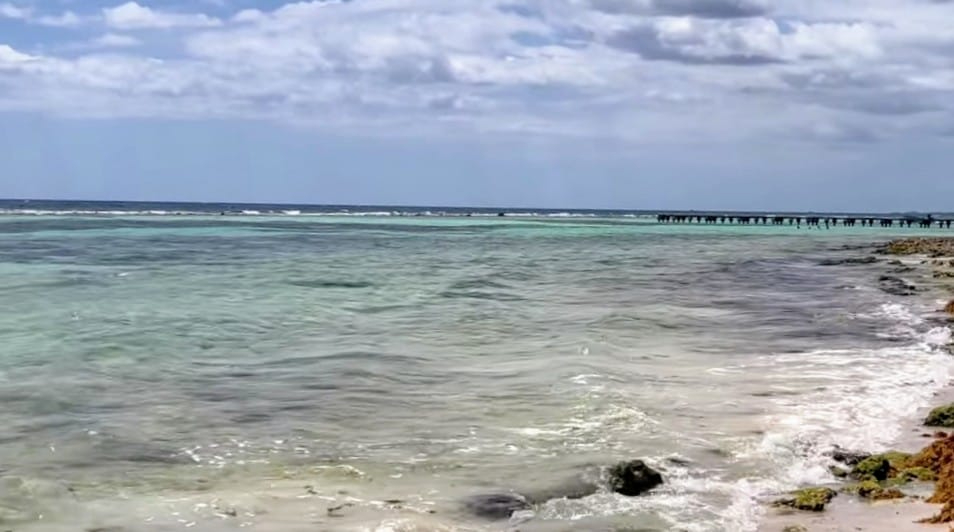 La presencia de esta alga afecta la experiencia de los turista y locales. La presencia de esta alga afecta la experiencia de los turista y locales.