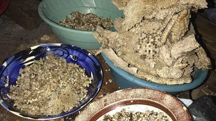 Las larvas de avispas conocidas como ek, son un alimento codiciado
