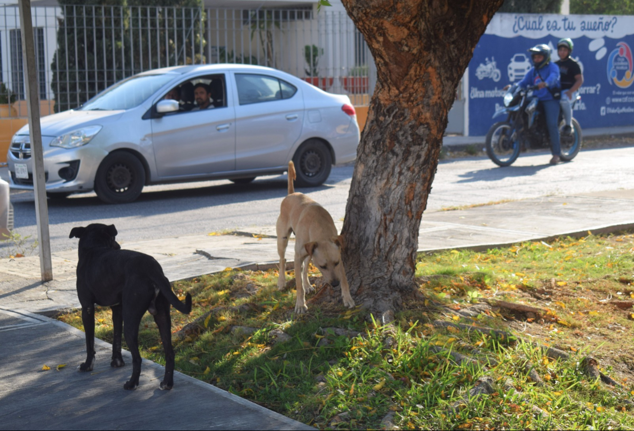 En el estado hay de 200 a 250 reportes diarios por crueldad animal.