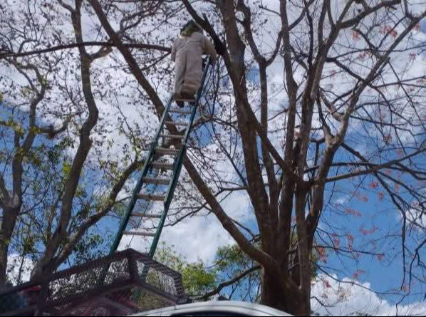 Enjambre causa alarma por calor extremo