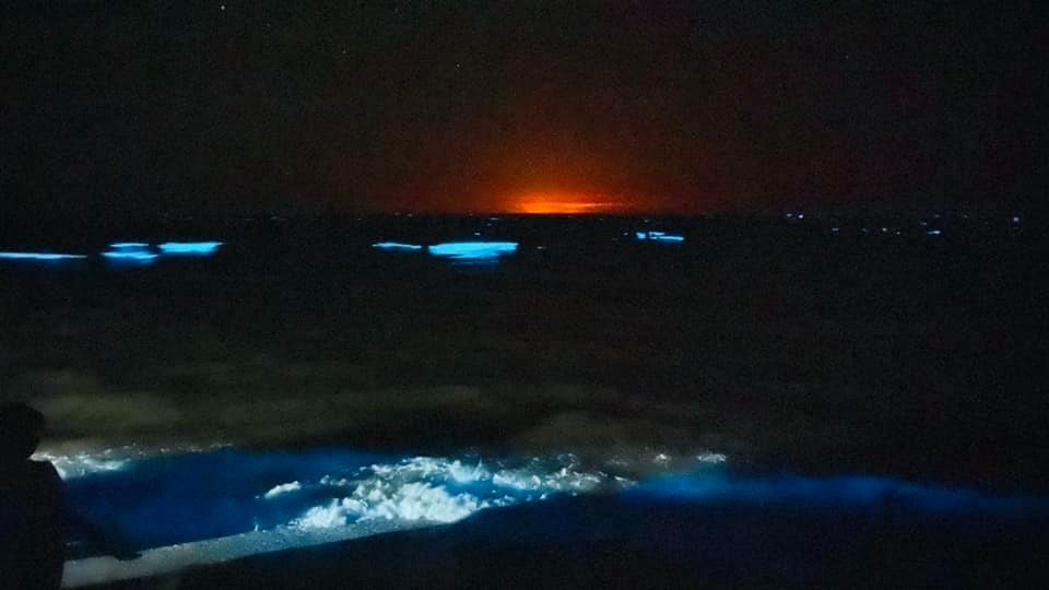 La bioluminiscencia es un fenómeno que normalmente se presenta en las criaturas marinas que se encuentran a grandes profundidades. Foto: Fernando kantún La bioluminiscencia es un fenómeno que normalmente se presenta en las criaturas marinas que se encuentran a grandes profundidades. Foto: Fernando kantún
