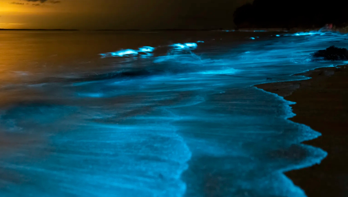 Los prestadores de servicios aseguran que en abril se ve la bioluminiscencia en El Cuyo Los prestadores de servicios aseguran que en abril se ve la bioluminiscencia en El Cuyo